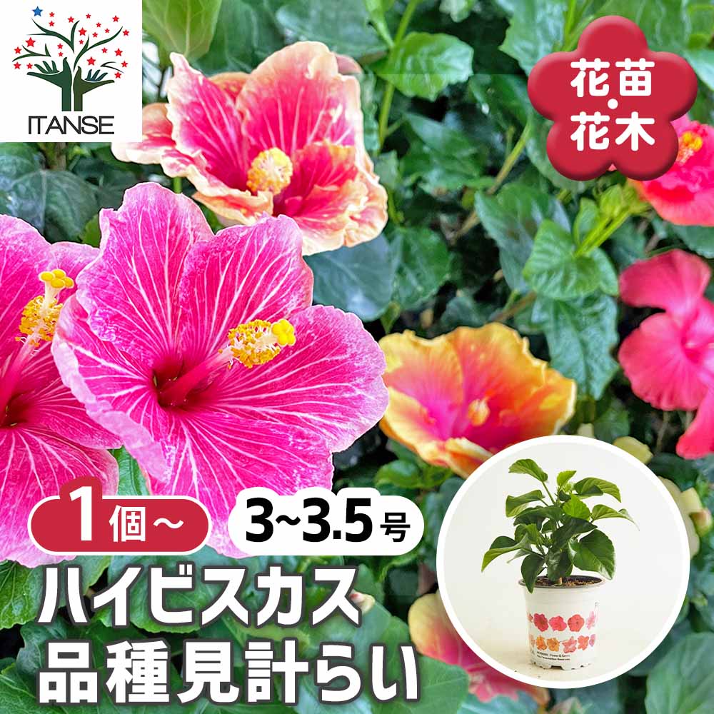 ハイビスカス 品種見計らい 【花苗 3号】｜ 【植物のITANSE