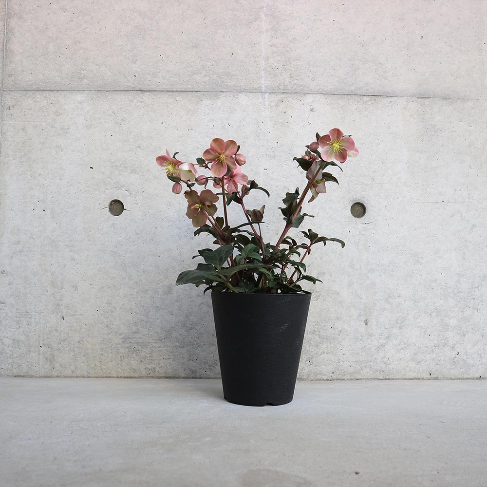 クリスマスローズ HGC マエストロ【花苗 5号ポット／1個売り】