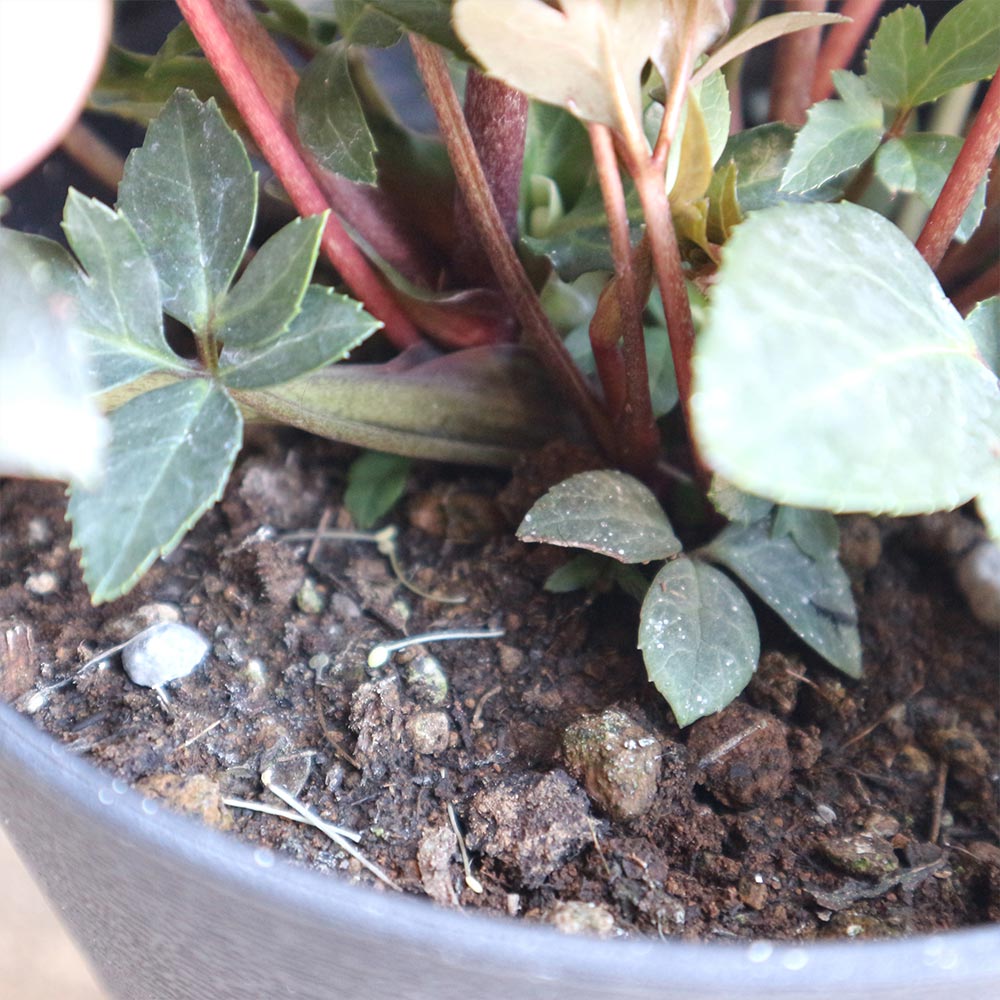 クリスマスローズ HGC マエストロ【花苗 5号ポット／1個売り】