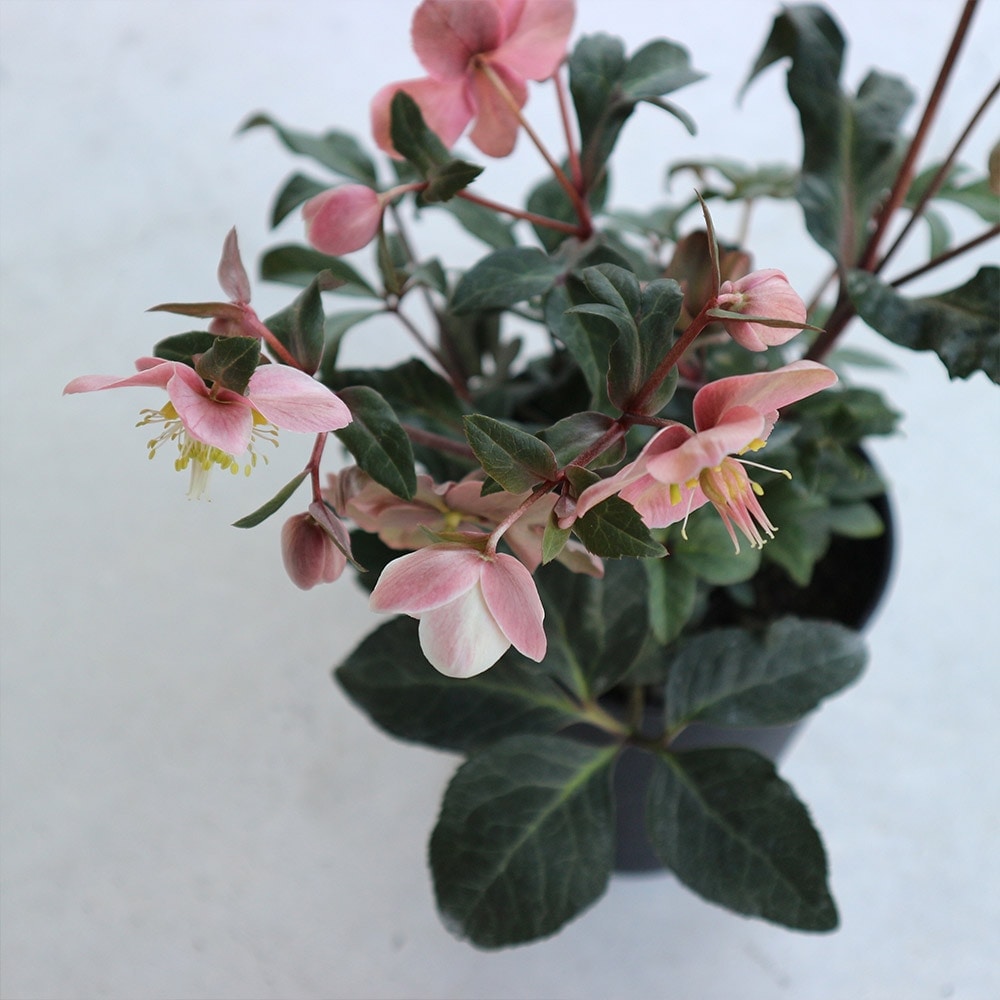 クリスマスローズ HGC マエストロ【花苗 5号ポット／1個売り