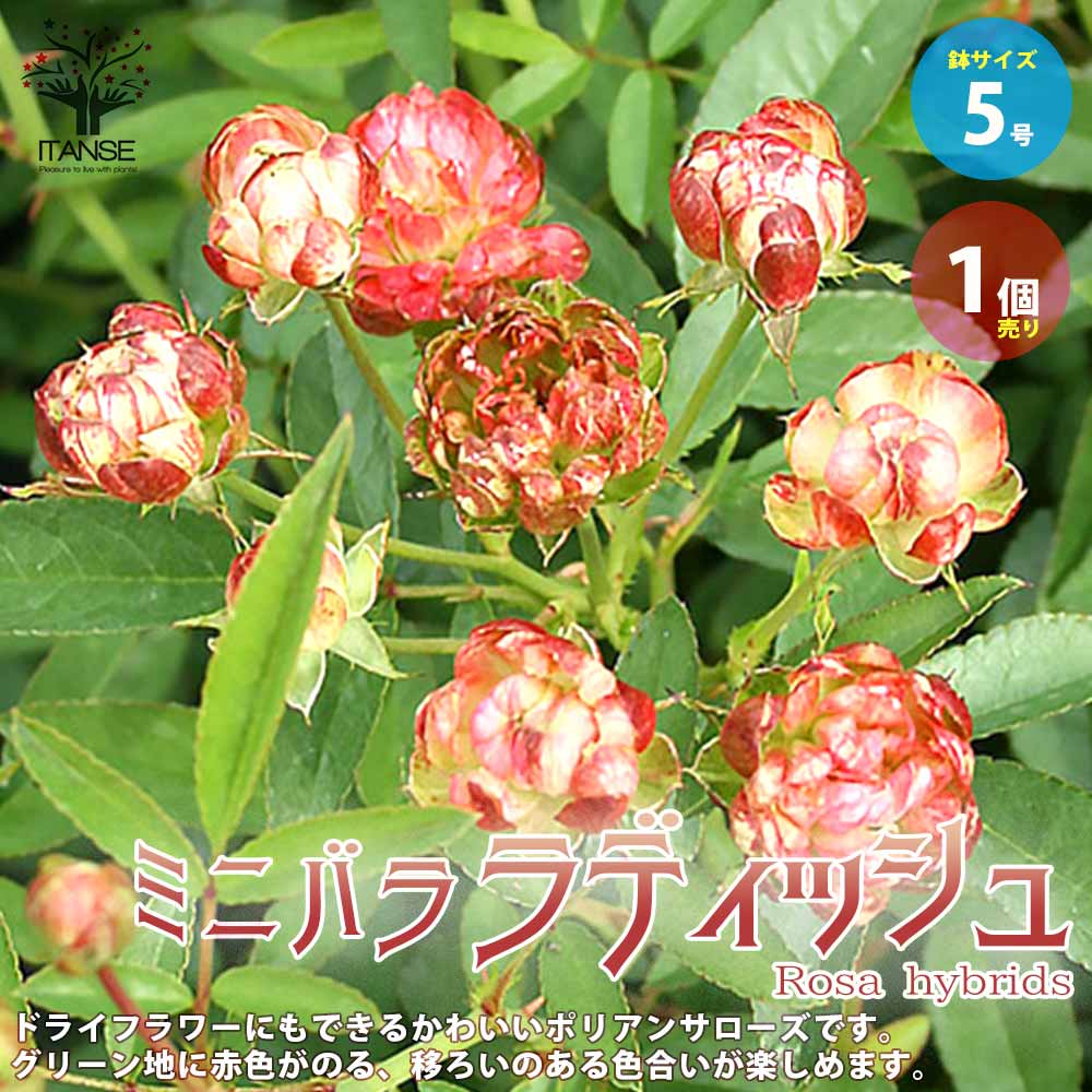 ミニ薔薇 ラディッシュ【庭木 5号スクエアポット／1個売り】