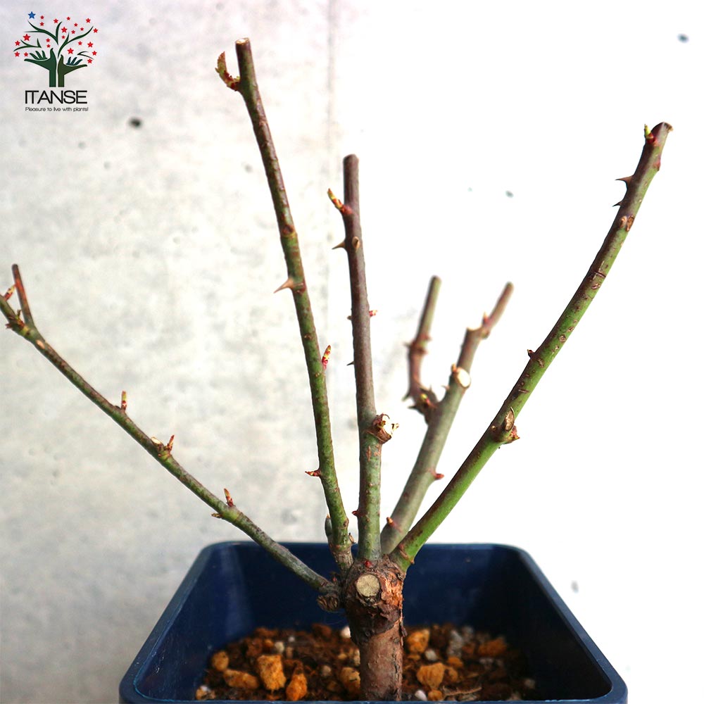 ミニ薔薇 ラディッシュ【庭木 5号スクエアポット／1個売り】