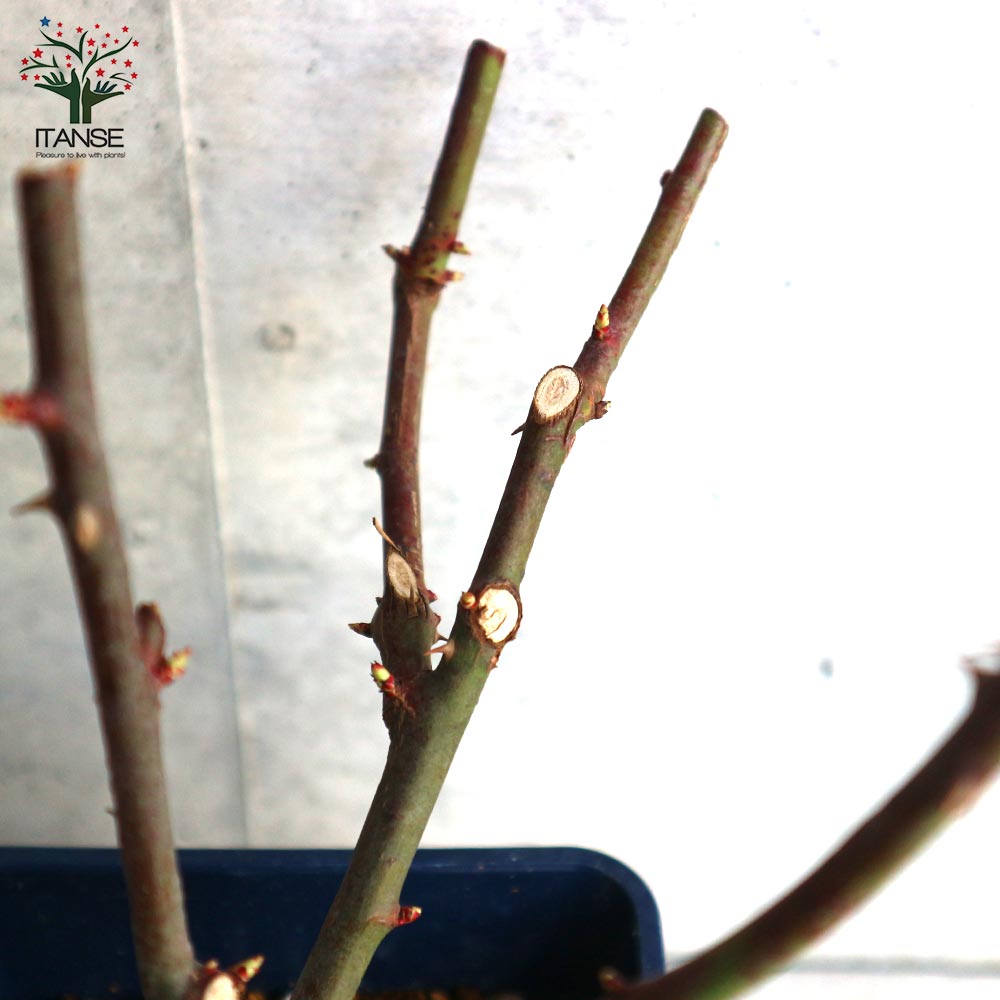 ミニ薔薇 ラディッシュ【庭木 5号スクエアポット／1個売り】