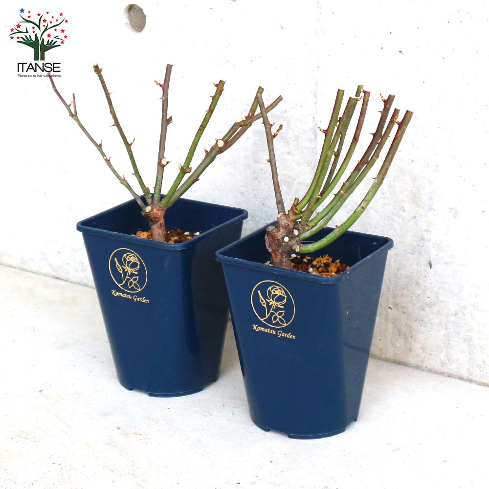 ミニ薔薇 ラディッシュ【庭木 5号スクエアポット／1個売り】