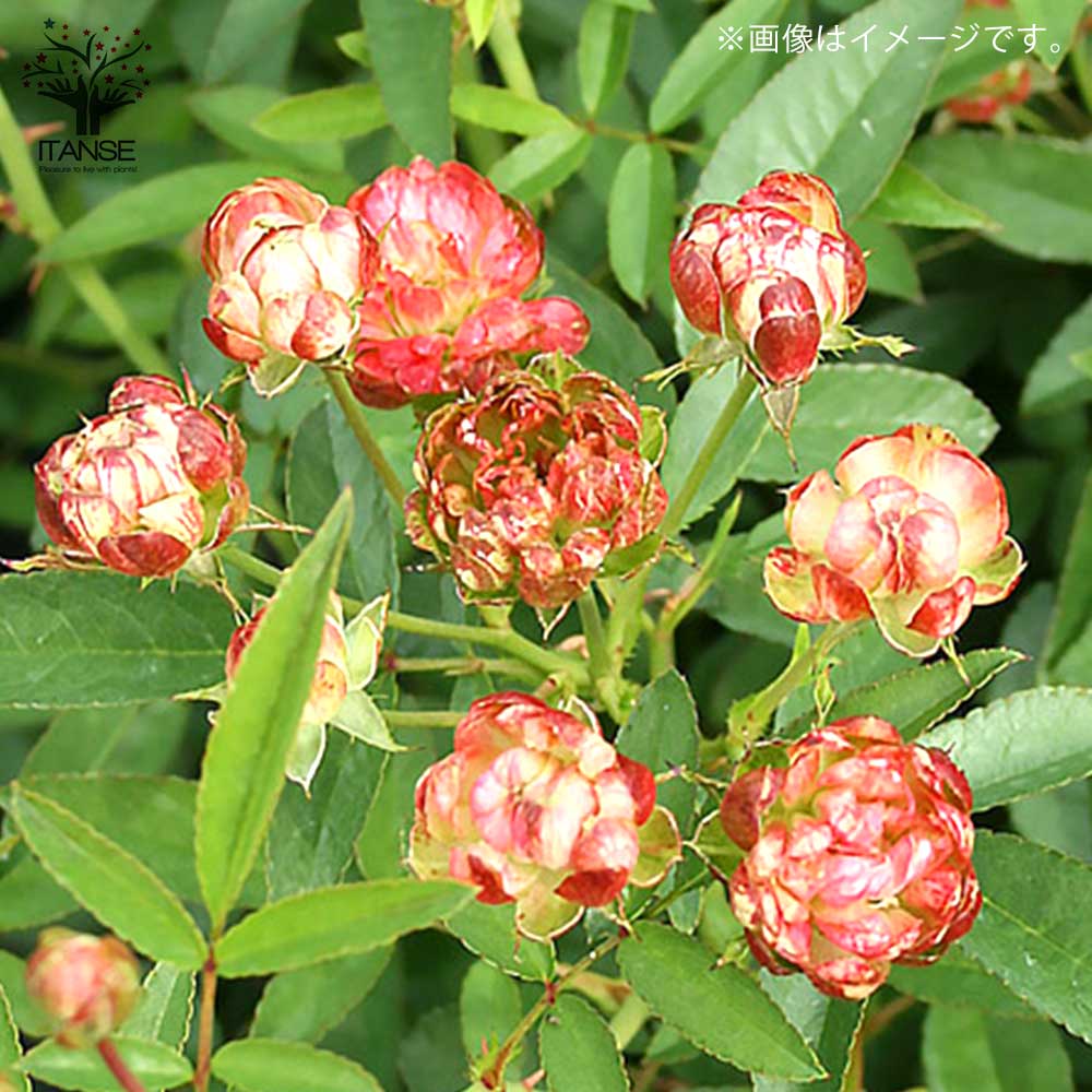 ミニ薔薇 ラディッシュ【庭木 5号スクエアポット／1個売り】