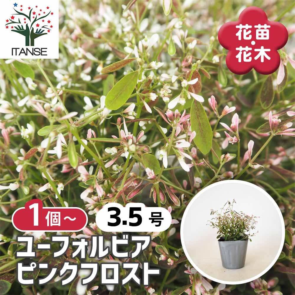 ユーフォルビア ピンクフロスト 【花苗 3.5号】｜ 【植物の