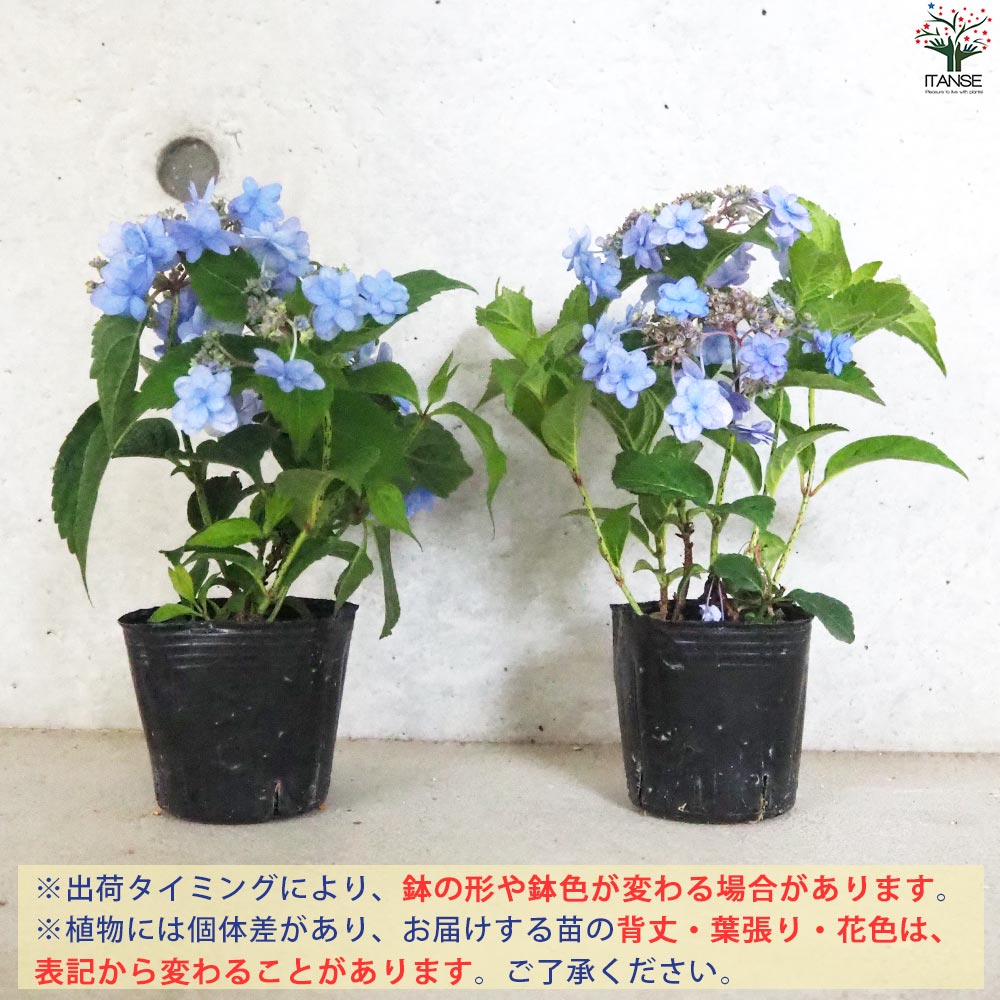 山アジサイの苗 品種：坊ヶ鶴の華(ボウガツルノハナ)【花苗 3号ポット