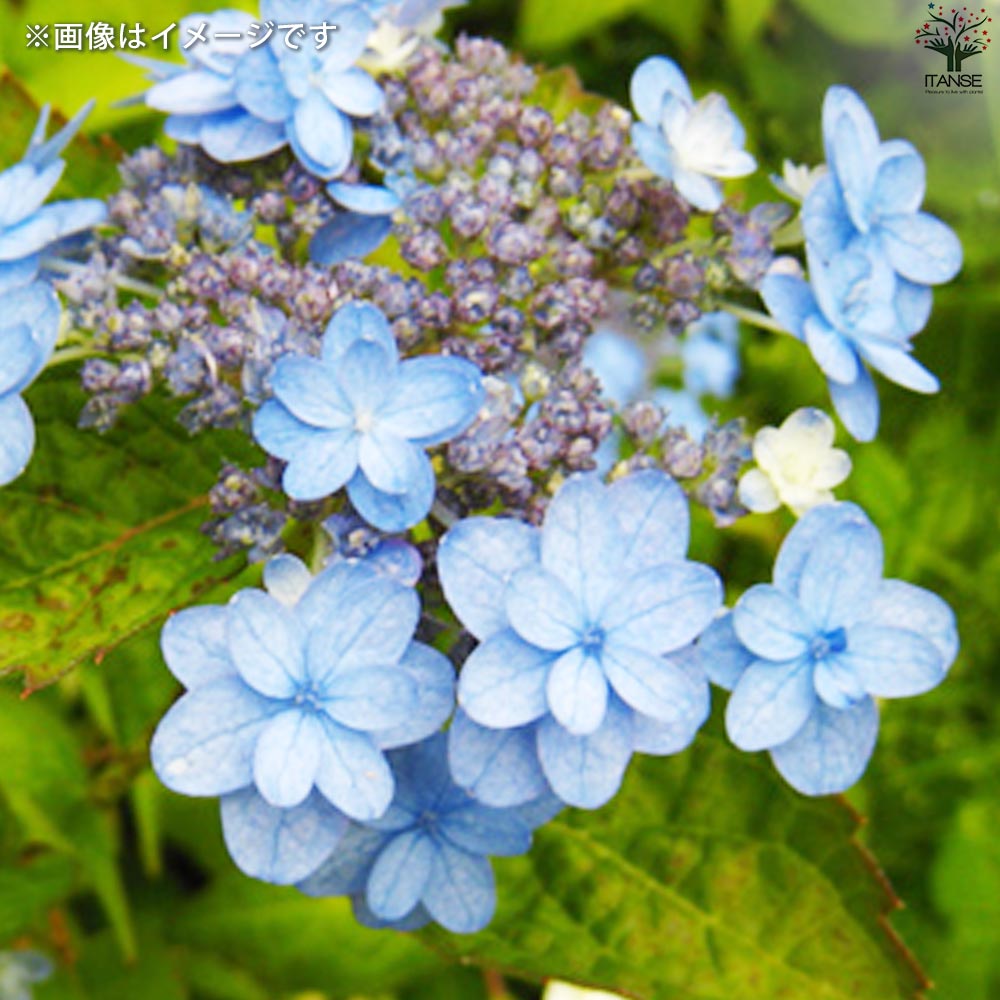 山アジサイの苗 品種：坊ヶ鶴の華(ボウガツルノハナ)【花苗 3号ポット