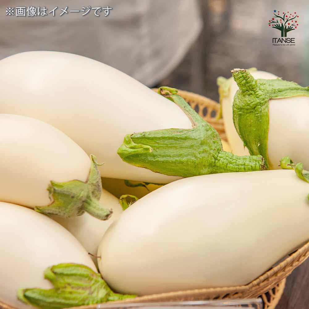 珍しいなすとバジルの苗6本セット 珍しいなすとバジルの苗6本セット 珍しいバジルとなすの苗6本セット