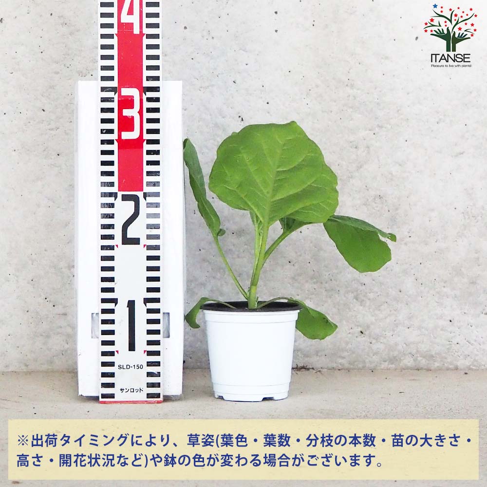 白ナス シルクボーイ 自根苗2個～【野菜の苗 10.5cmポット】