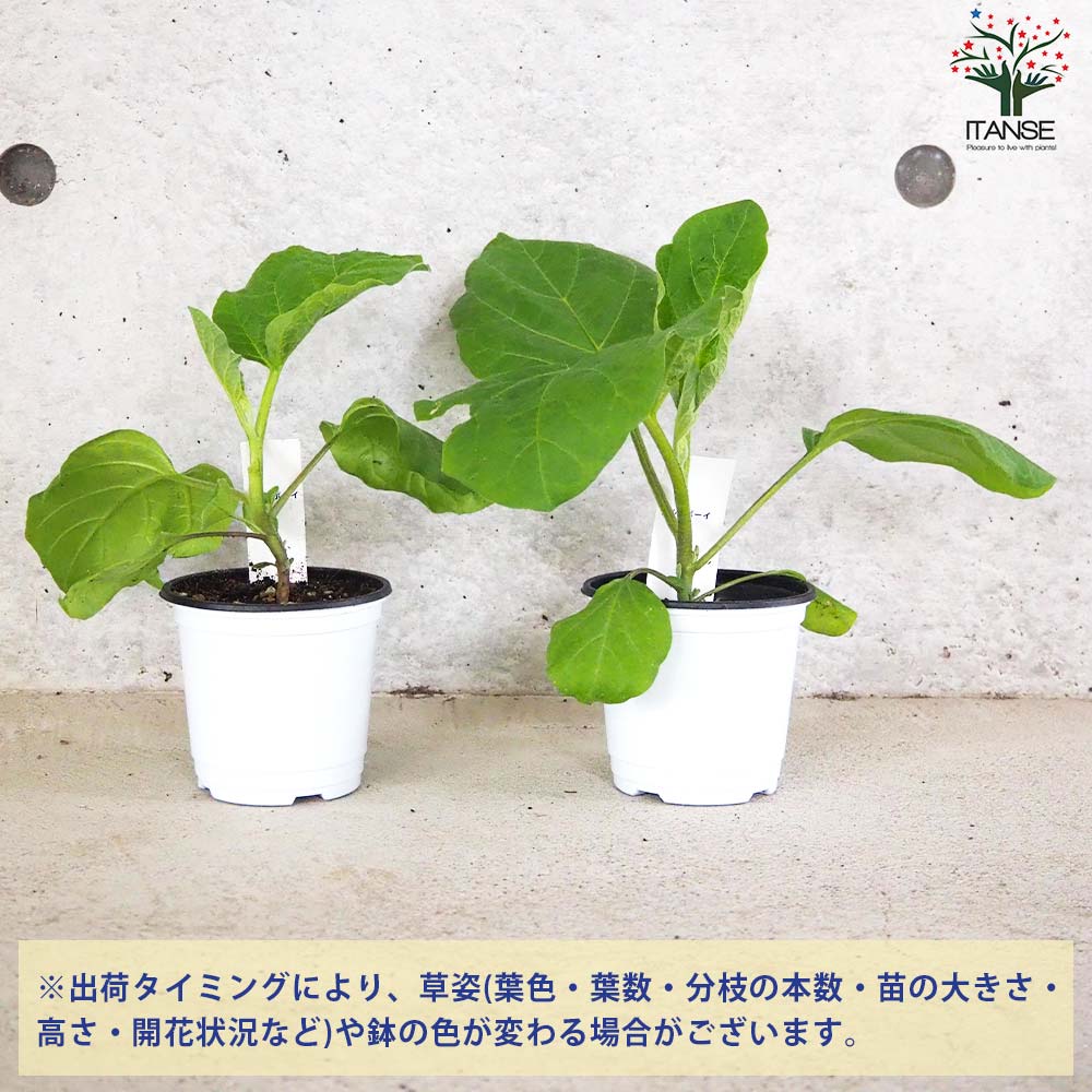 白ナス シルクボーイ 自根苗2個～【野菜の苗 10.5cmポット】