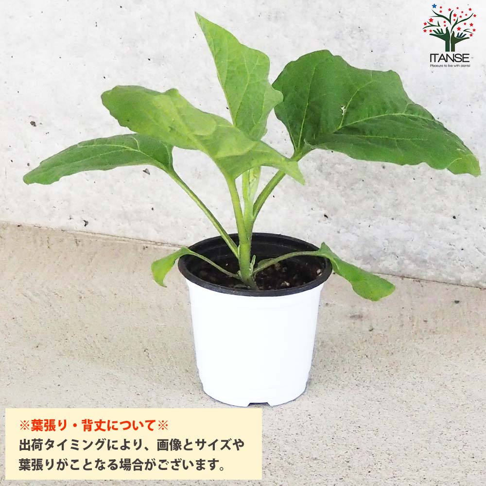 白ナス シルクボーイ 自根苗2個～【野菜の苗 10.5cmポット】｜ 【植物