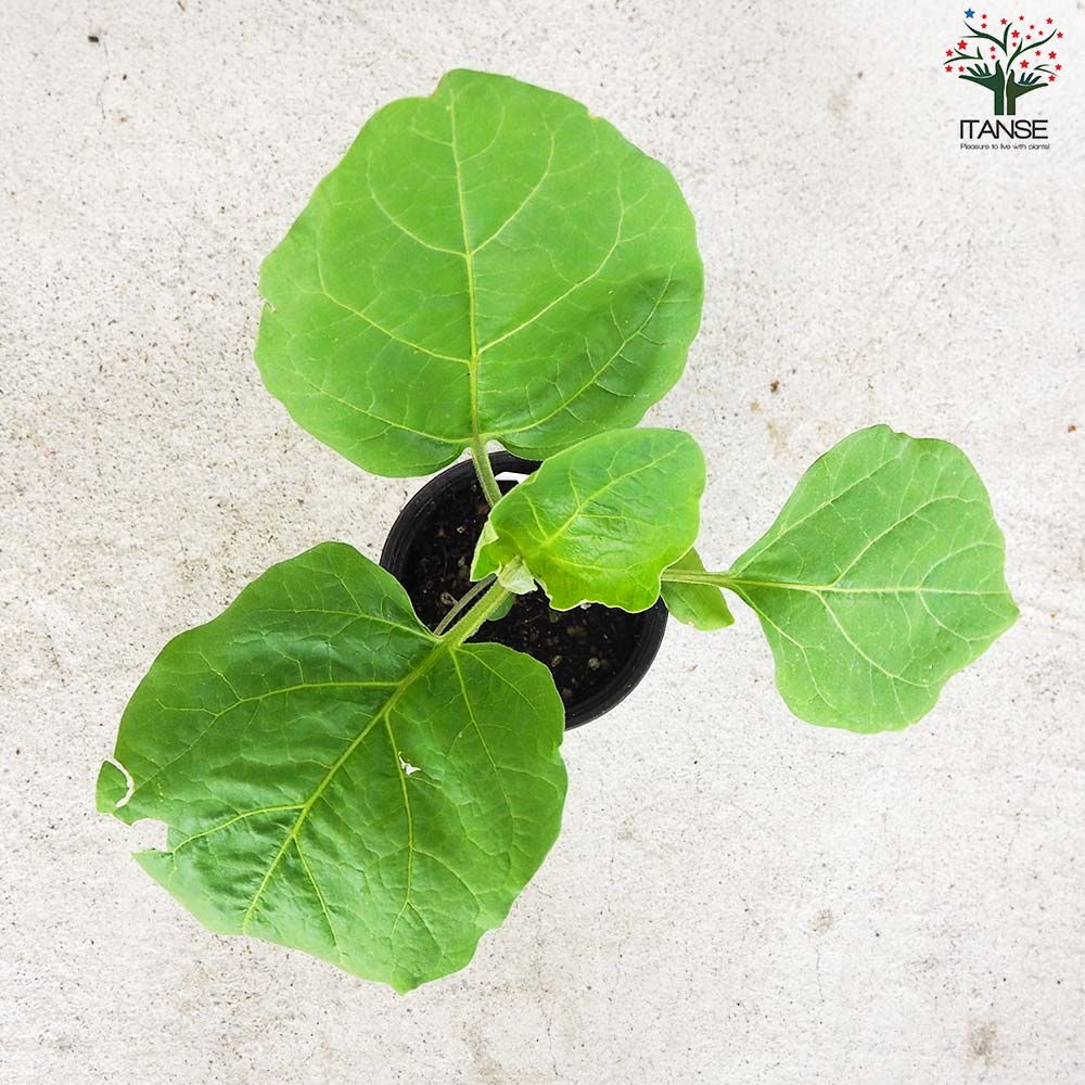 白ナス シルクボーイ 自根苗2個～【野菜の苗 10.5cmポット】