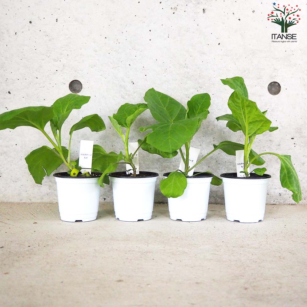 白ナス シルクボーイ 自根苗2個～【野菜の苗 10.5cmポット】