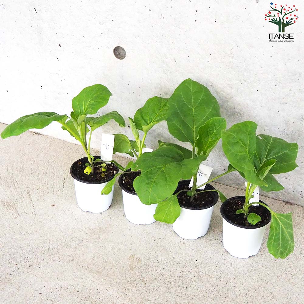 白ナス シルクボーイ 自根苗2個～【野菜の苗 10.5cmポット】