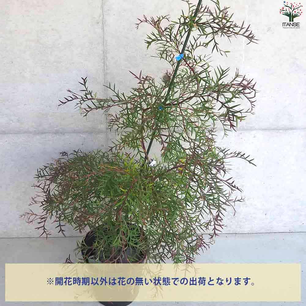 グレビレア ブロンズランバー 【庭木 9号ポット／1個売り】｜ 【植物の