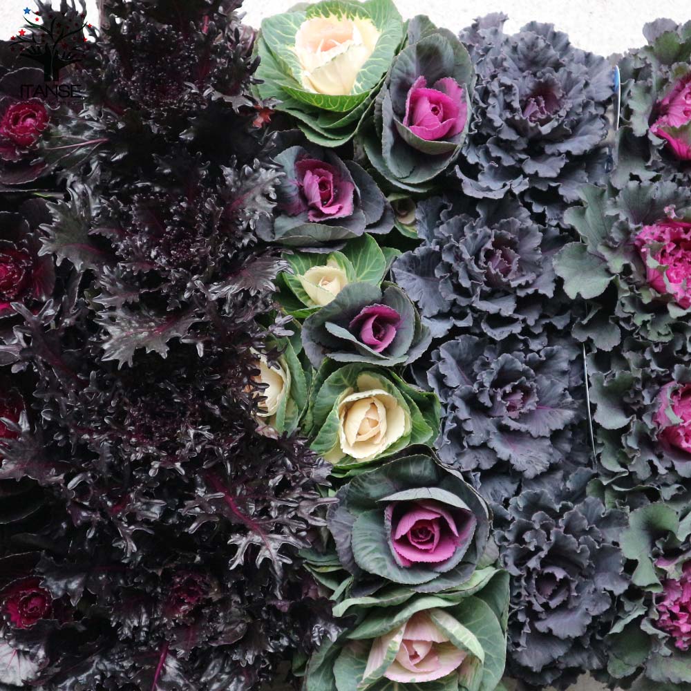 【花苗】ミニ葉ボタン ジュエリーシリーズ BLACK LEAF おまけ種子付き 花苗】ミニ葉ボタン ジュエリーシリーズ BLACK LEAF おまけ種子付き