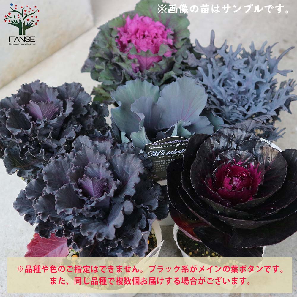 美しくて個性的な最新葉ボタン苗 おまかせセット【花苗 9～12cmポット