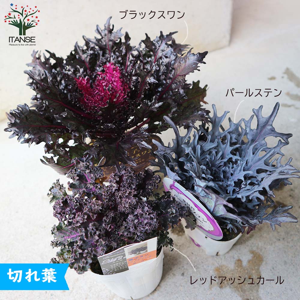 美しくて個性的な最新葉ボタン苗 おまかせセット【花苗 9～12cm