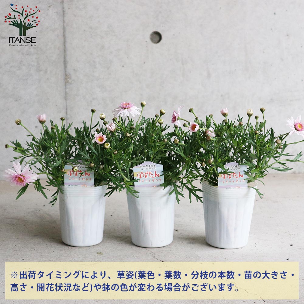 ぽぽたん スイートピンク・たんぽぽ咲きマーガレット 【花苗 3号ロング