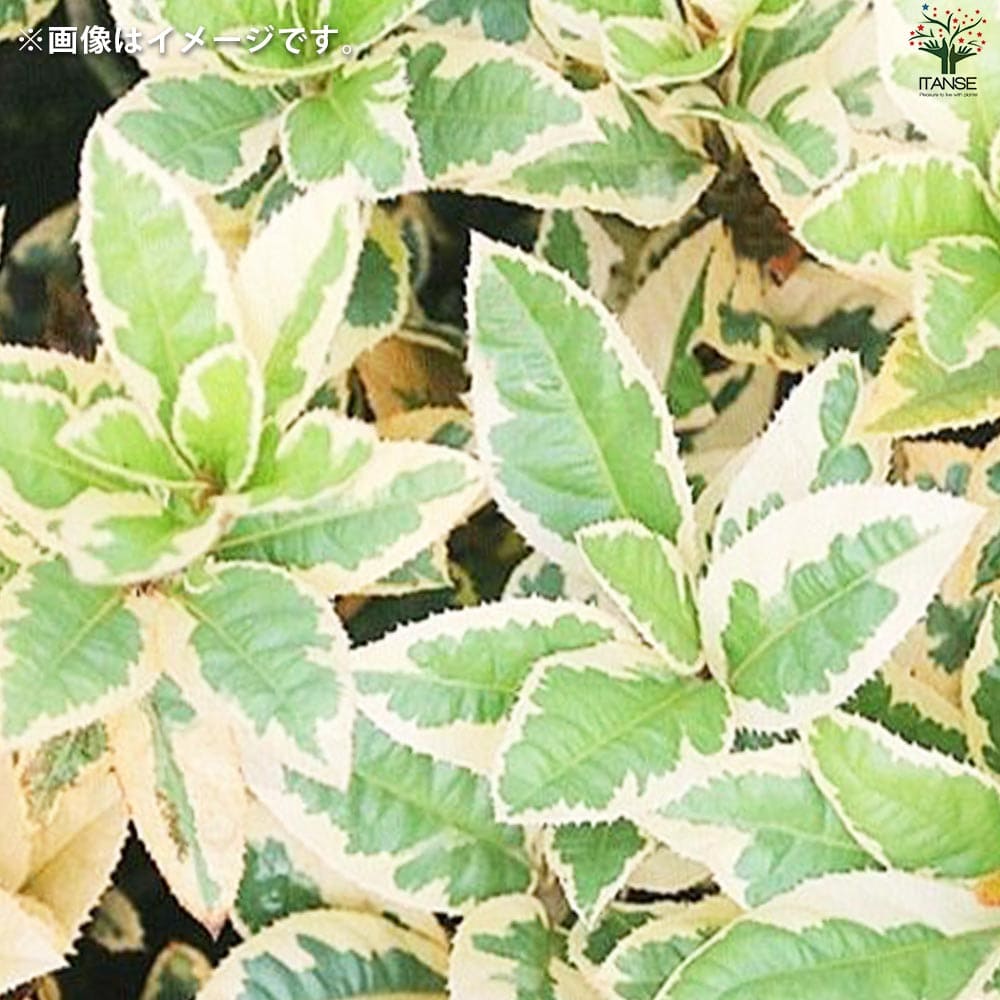 斑入りヤブコウジ2個～【花苗 9cmポット】