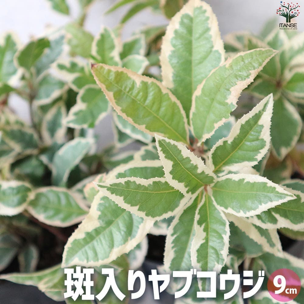 斑入りヤブコウジ2個～【花苗 9cmポット】