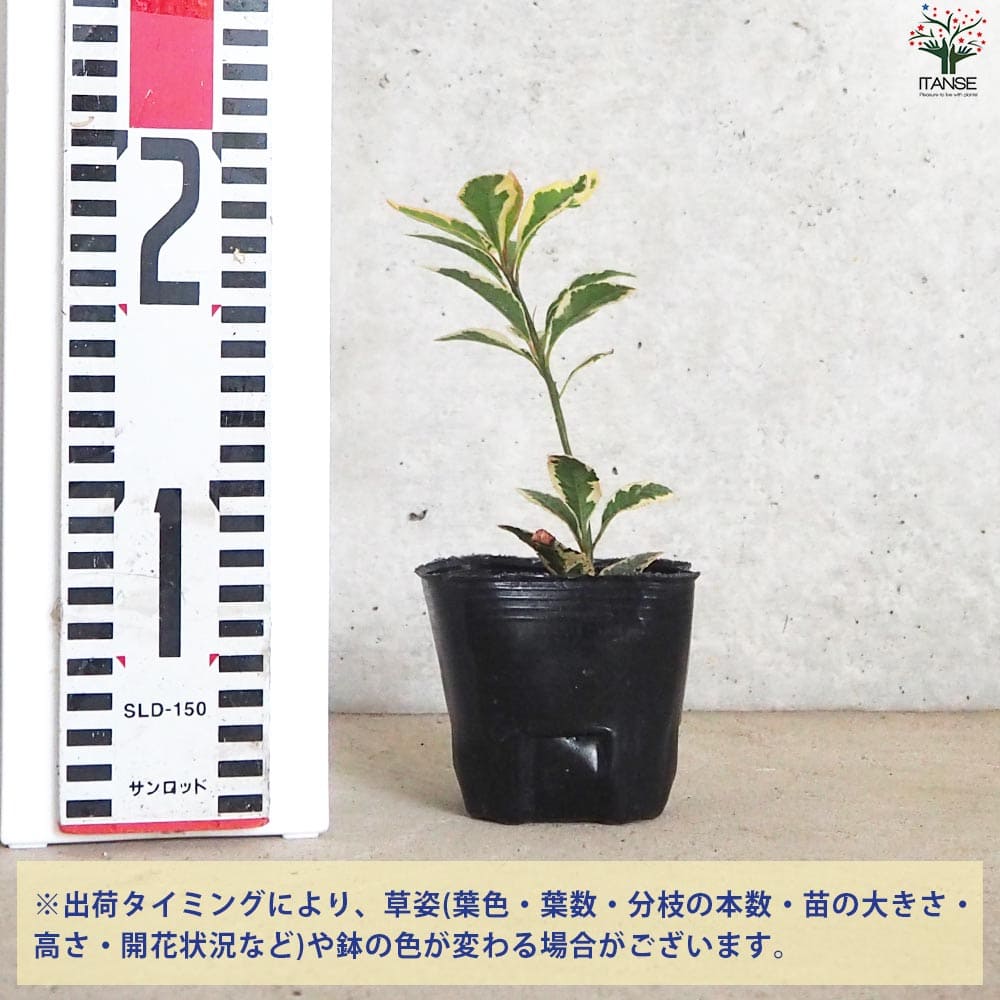 斑入りヤブコウジ2個～【花苗 9cmポット】