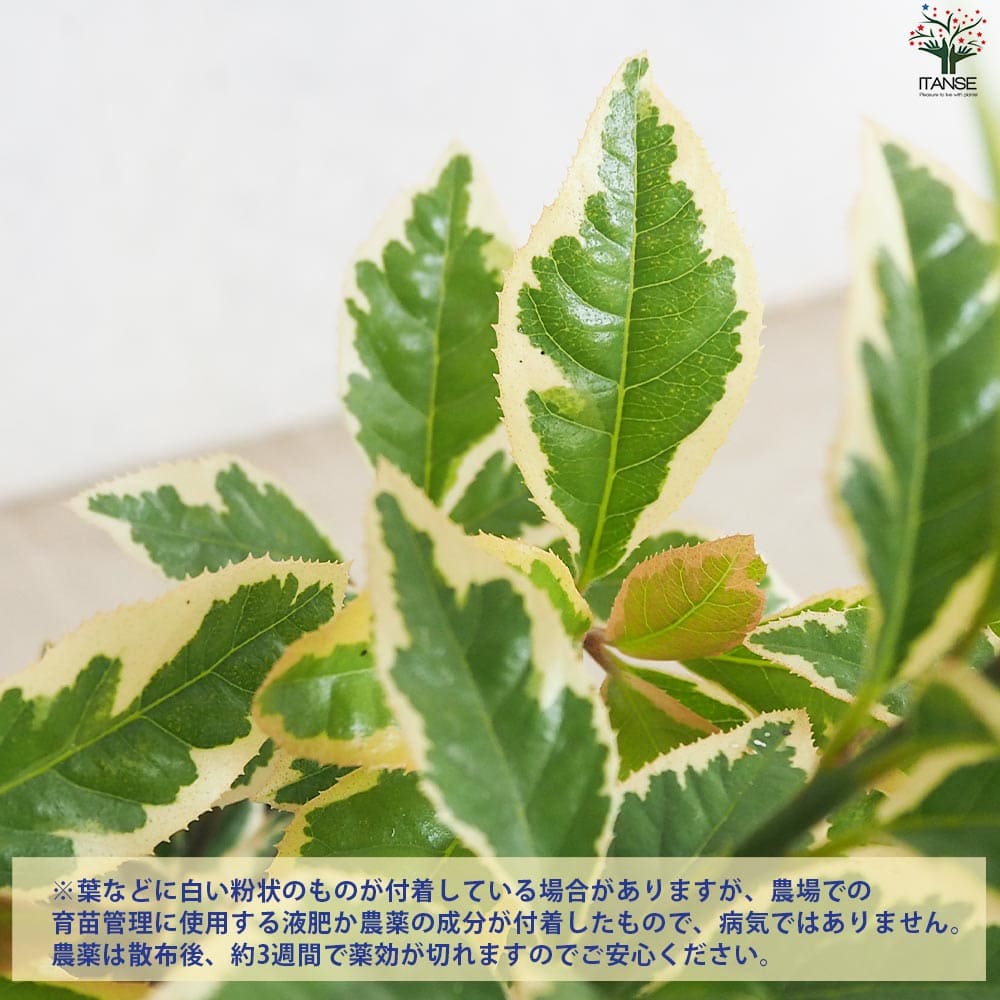 斑入りヤブコウジ2個～【花苗 9cmポット】