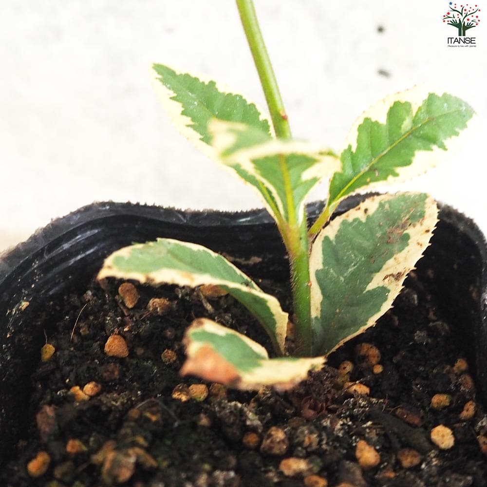 斑入りヤブコウジ2個～【花苗 9cmポット】