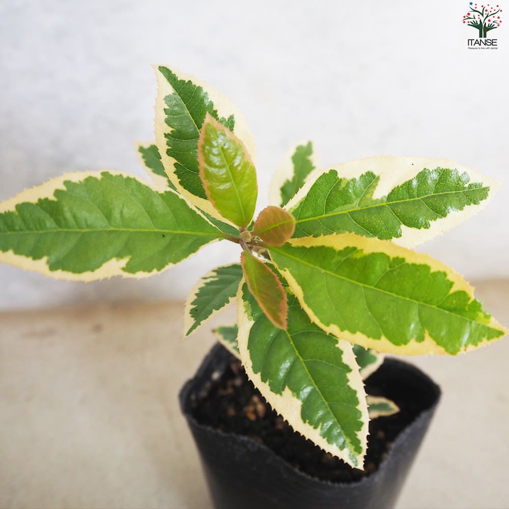 斑入りヤブコウジ2個～【花苗 9cmポット】