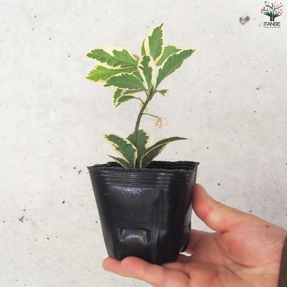 斑入りヤブコウジ2個～【花苗 9cmポット】