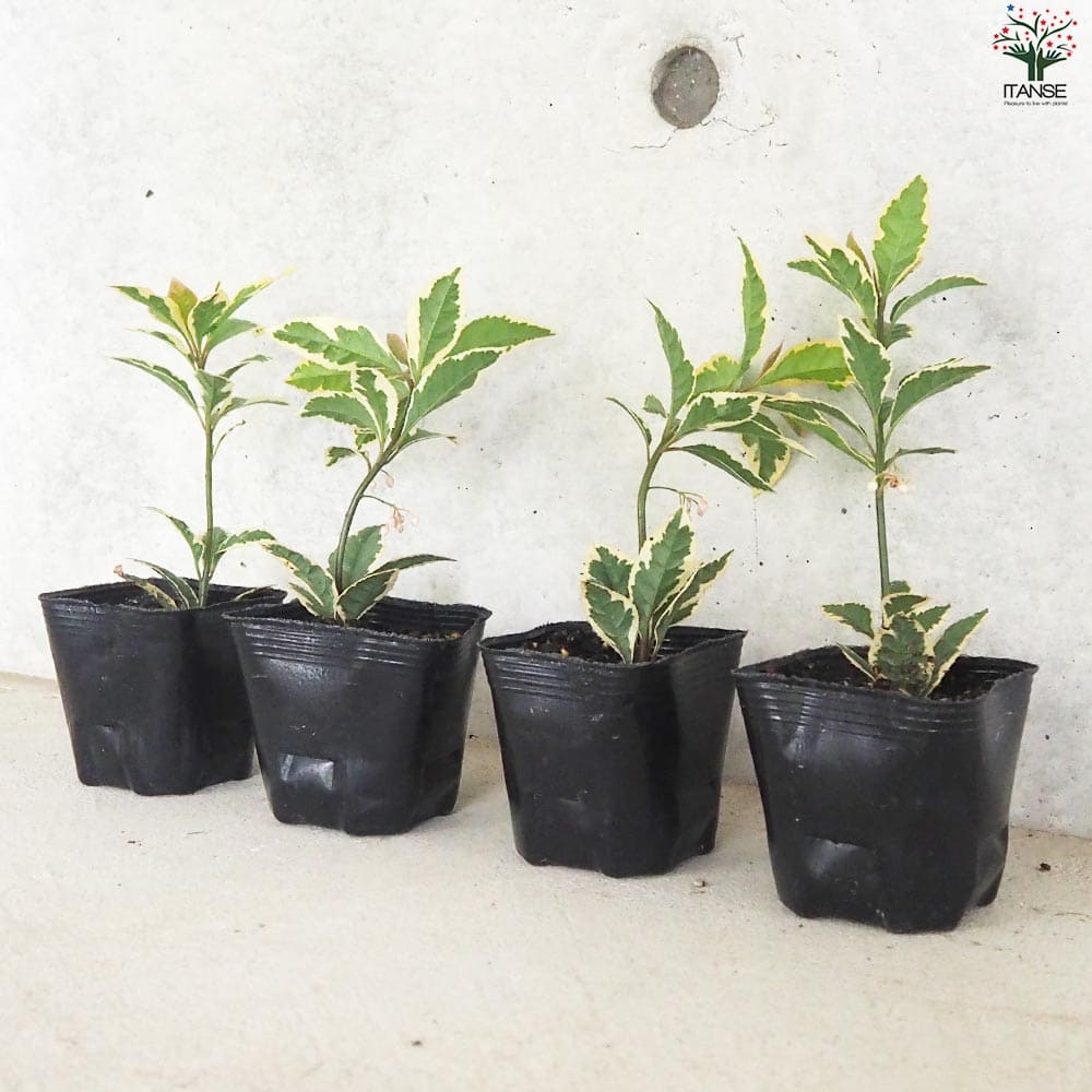 斑入りヤブコウジ2個～【花苗 9cmポット】