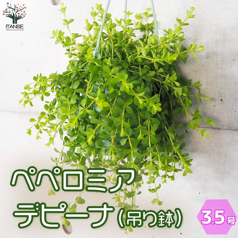 ペペロミア デピーナ【観葉植物 3.5号吊り鉢】