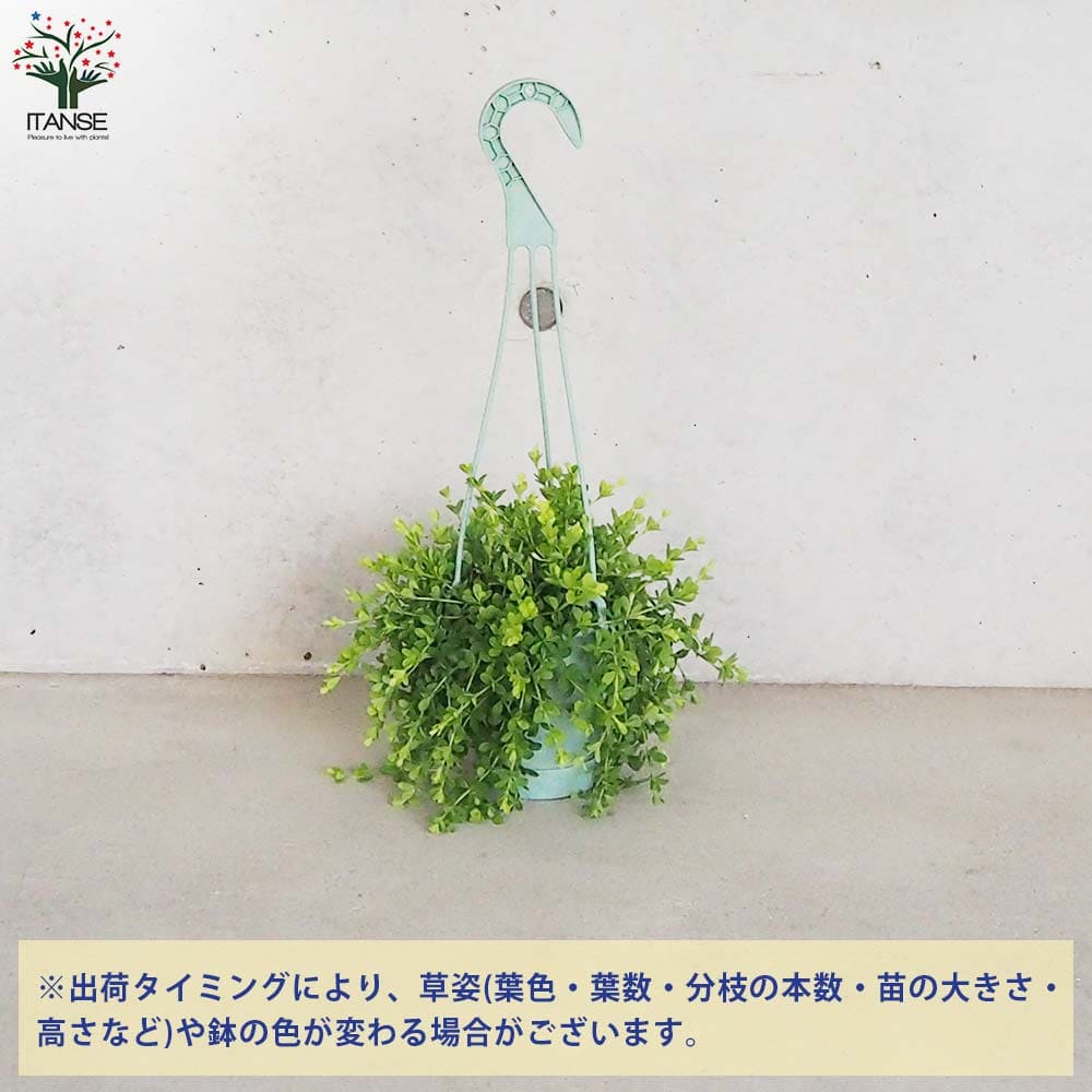 ペペロミア デピーナ【観葉植物 3.5号吊り鉢】