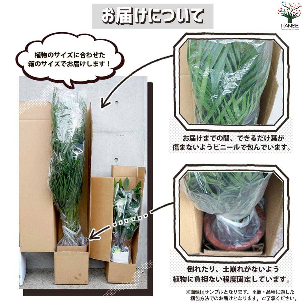 ペペロミア デピーナ【観葉植物 3.5号吊り鉢】