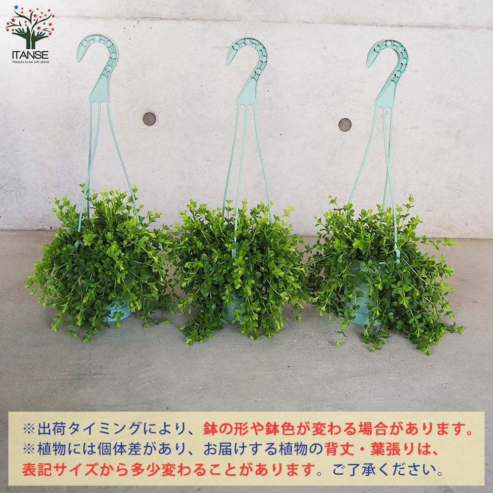 ペペロミア デピーナ【観葉植物 3.5号吊り鉢】