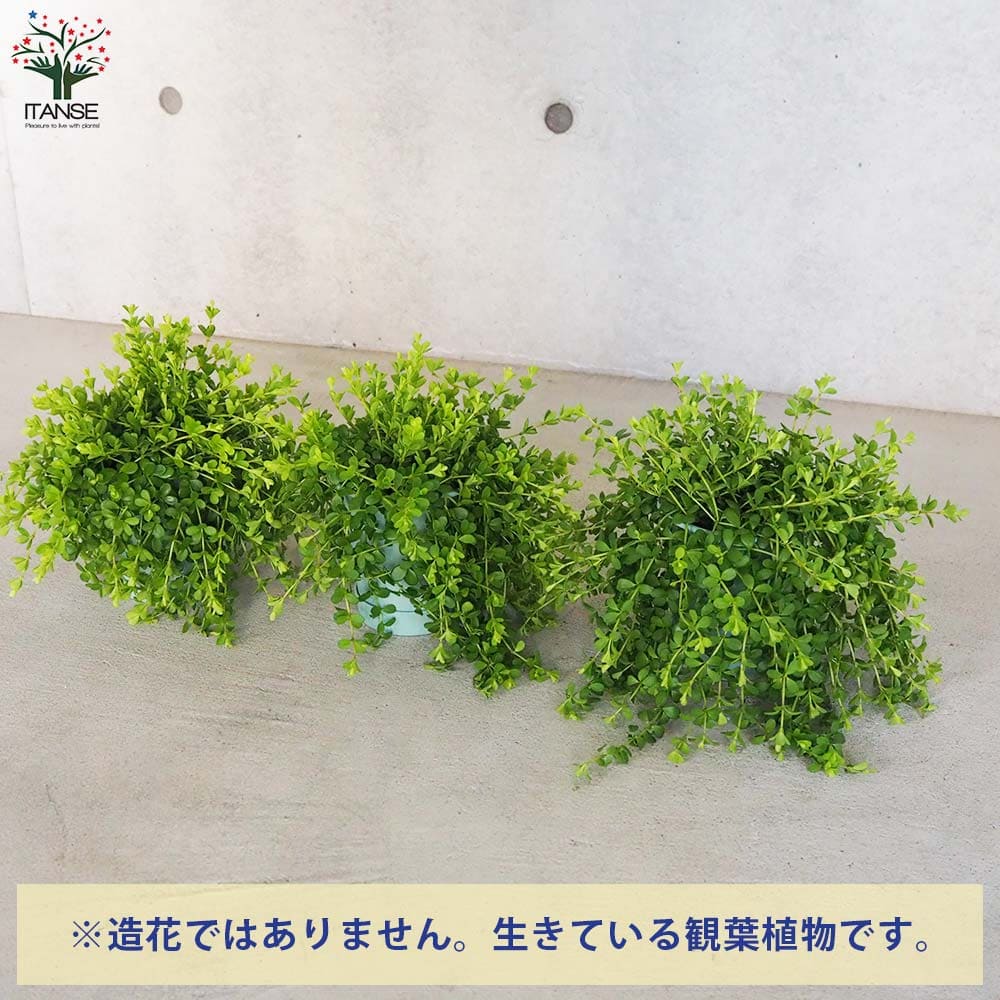 ペペロミア デピーナ【観葉植物 3.5号吊り鉢】