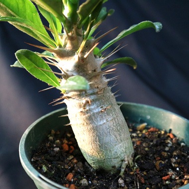 Itanse良品ｾﾚｸﾄ通販