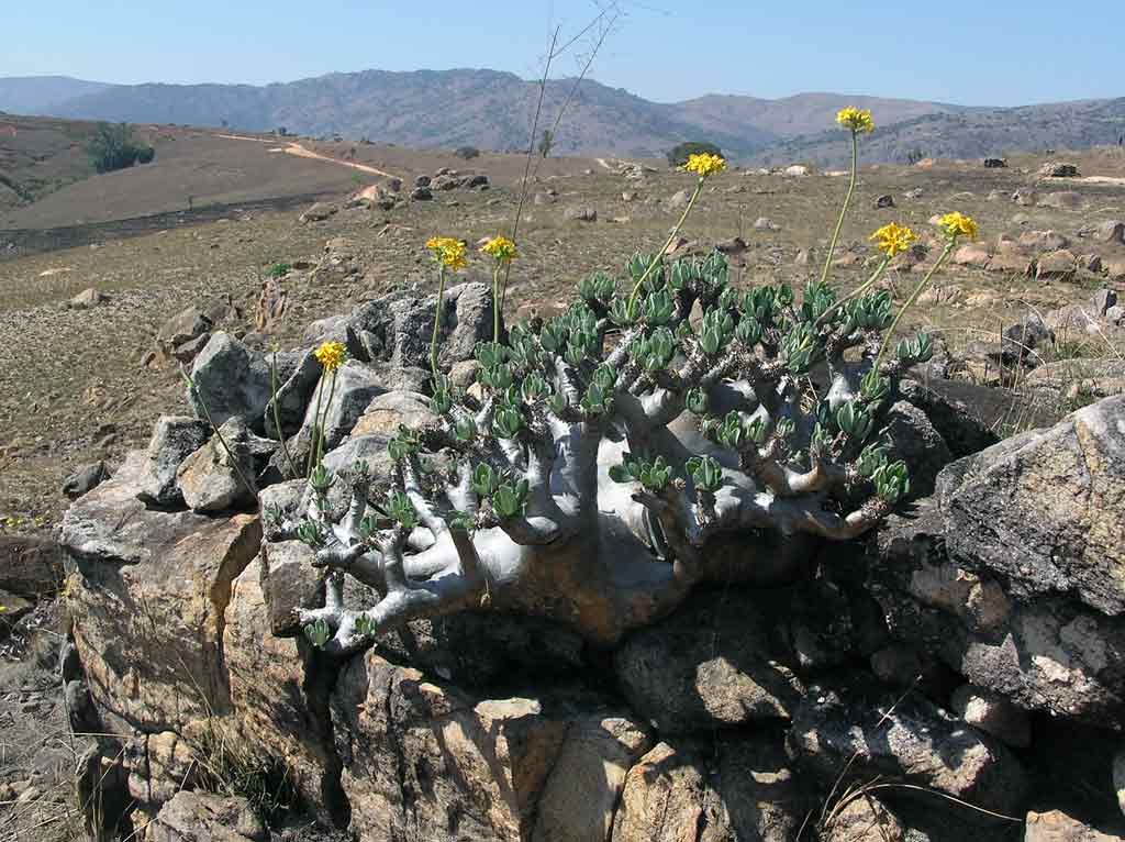 Itanse良品ｾﾚｸﾄ通販