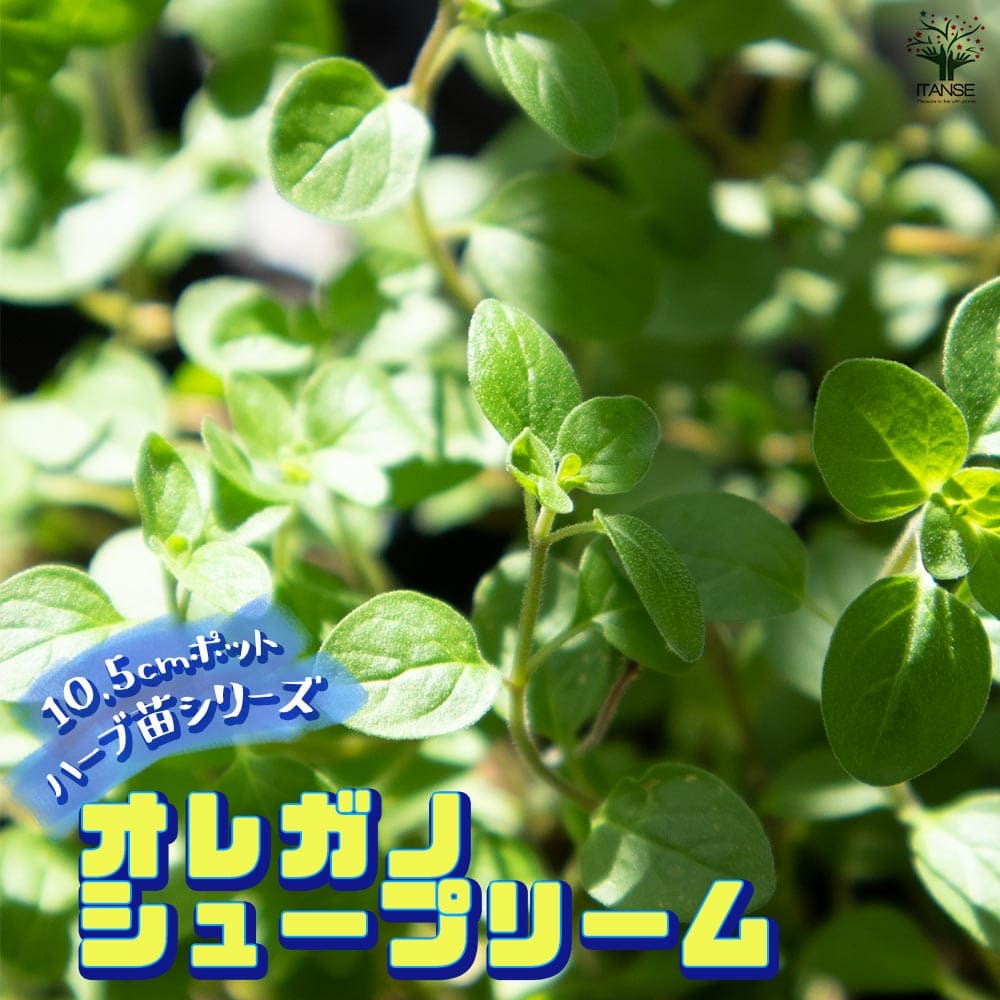 オレガノ シュープリーム10.5cm2個～【おうちで簡単！育てやすい10.5cmポットハーブ苗シリーズ！】