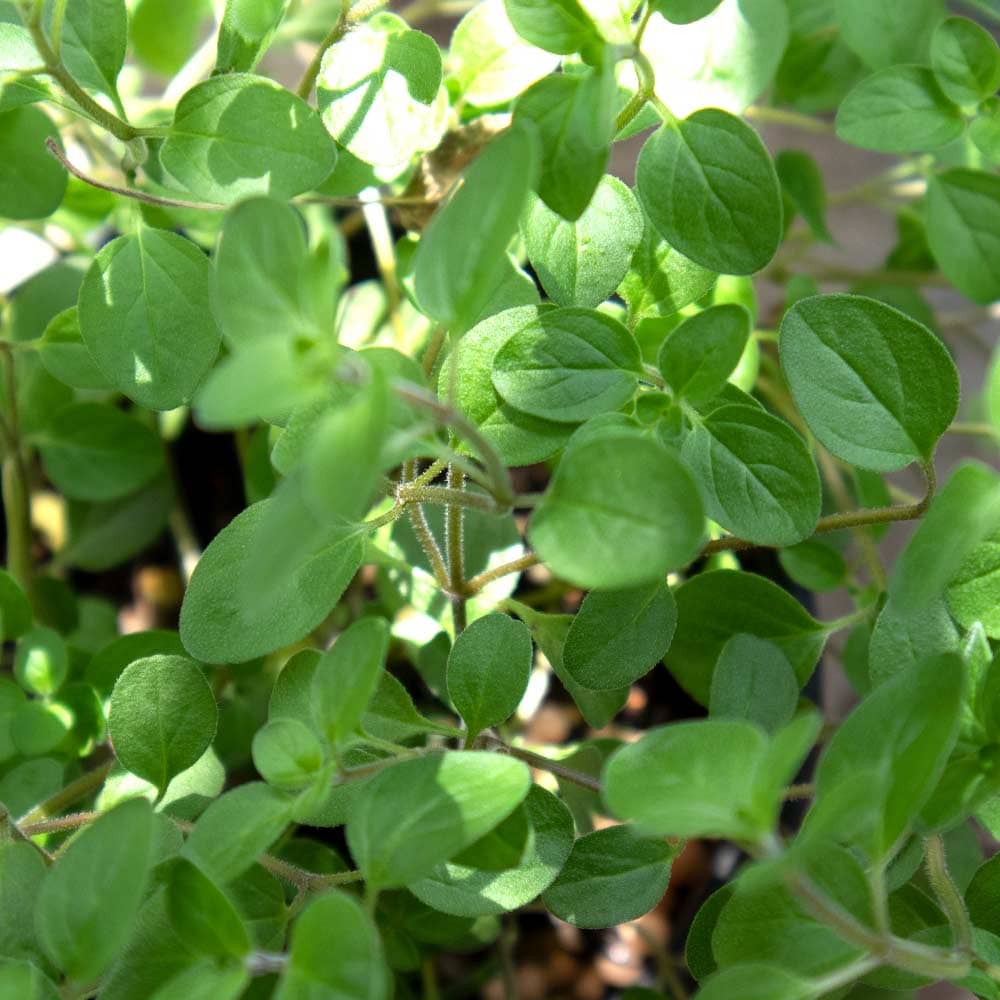 オレガノ シュープリーム10.5cm2個～【おうちで簡単！育てやすい10.5cmポットハーブ苗シリーズ！】