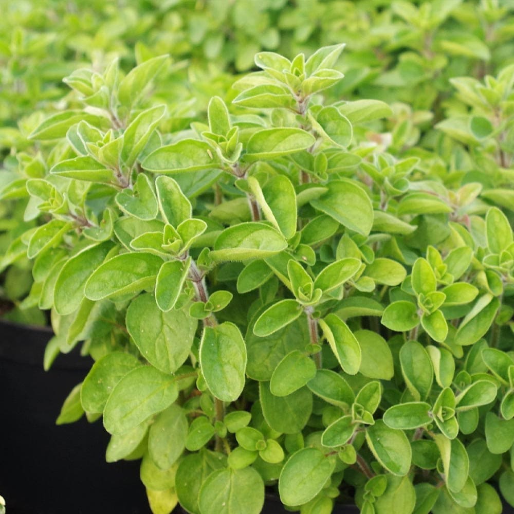オレガノ シュープリーム10.5cm2個～【おうちで簡単！育てやすい10.5cmポットハーブ苗シリーズ！】