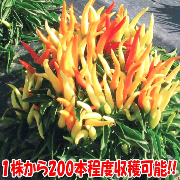人気の
