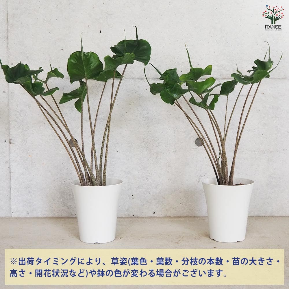 格安 アロカシア スティングレイ オーレア アロカシア スティングレイ | Kazua Online Store