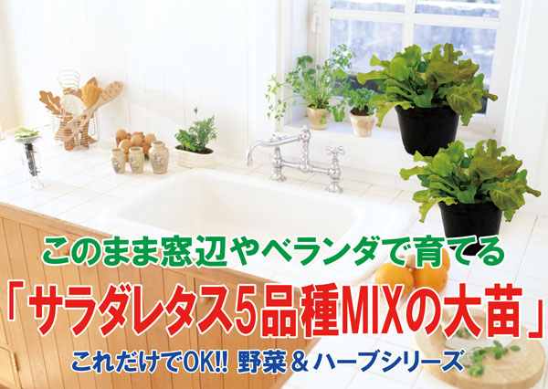 ”サラダレタス5品種ミックスの大苗”繰り返し何回も収穫可能!【野菜苗18cm硬質ポット大苗1個／肥料付き】