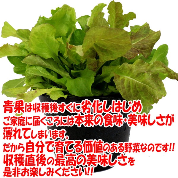 ”サラダレタス5品種ミックスの大苗”繰り返し何回も収穫可能!【野菜苗18cm硬質ポット大苗1個／肥料付き】