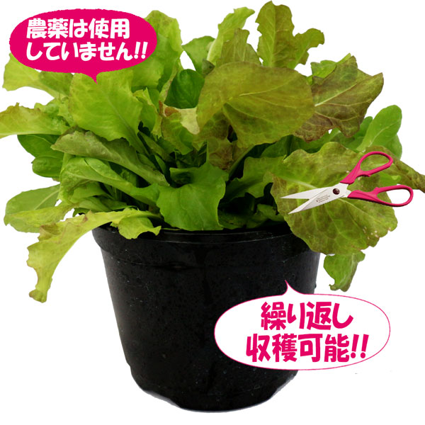 ”サラダレタス5品種ミックスの大苗”繰り返し何回も収穫可能!【野菜苗18cm硬質ポット大苗1個／肥料付き】