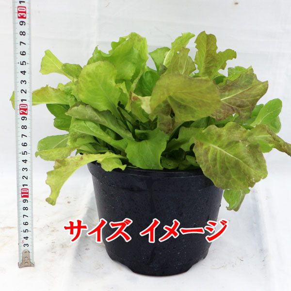 ”サラダレタス5品種ミックスの大苗”繰り返し何回も収穫可能!【野菜苗18cm硬質ポット大苗1個／肥料付き】