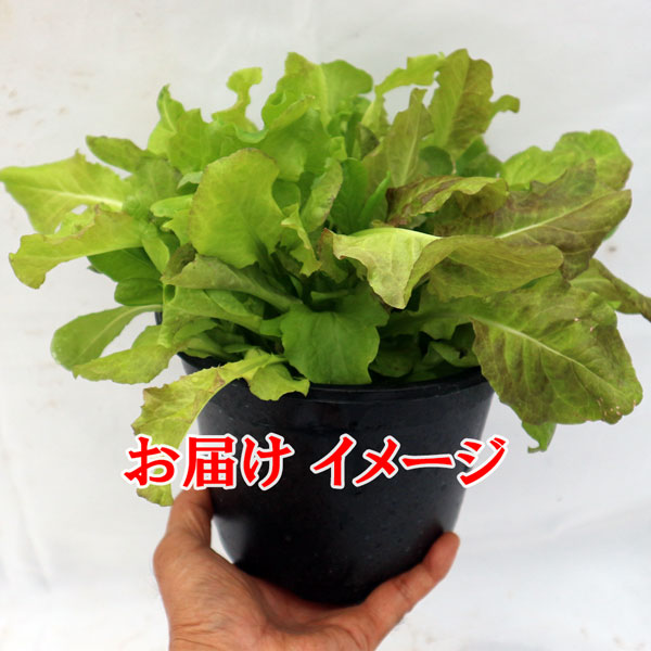 ”サラダレタス5品種ミックスの大苗”繰り返し何回も収穫可能!【野菜苗18cm硬質ポット大苗1個／肥料付き】