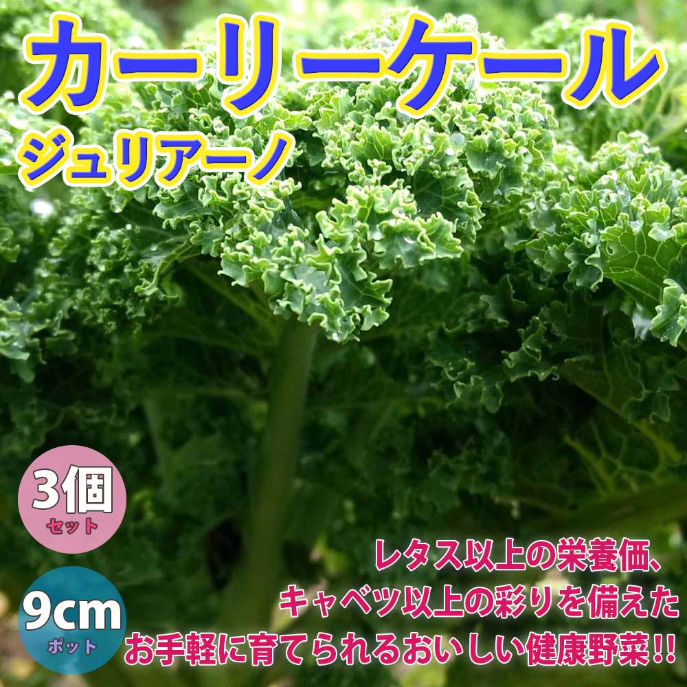 カーリーケール ジュリアーノの苗【野菜苗9cmポット／3個セット】